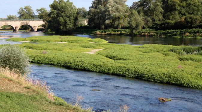Atterrissement colonisé par la végétation sur la Loire