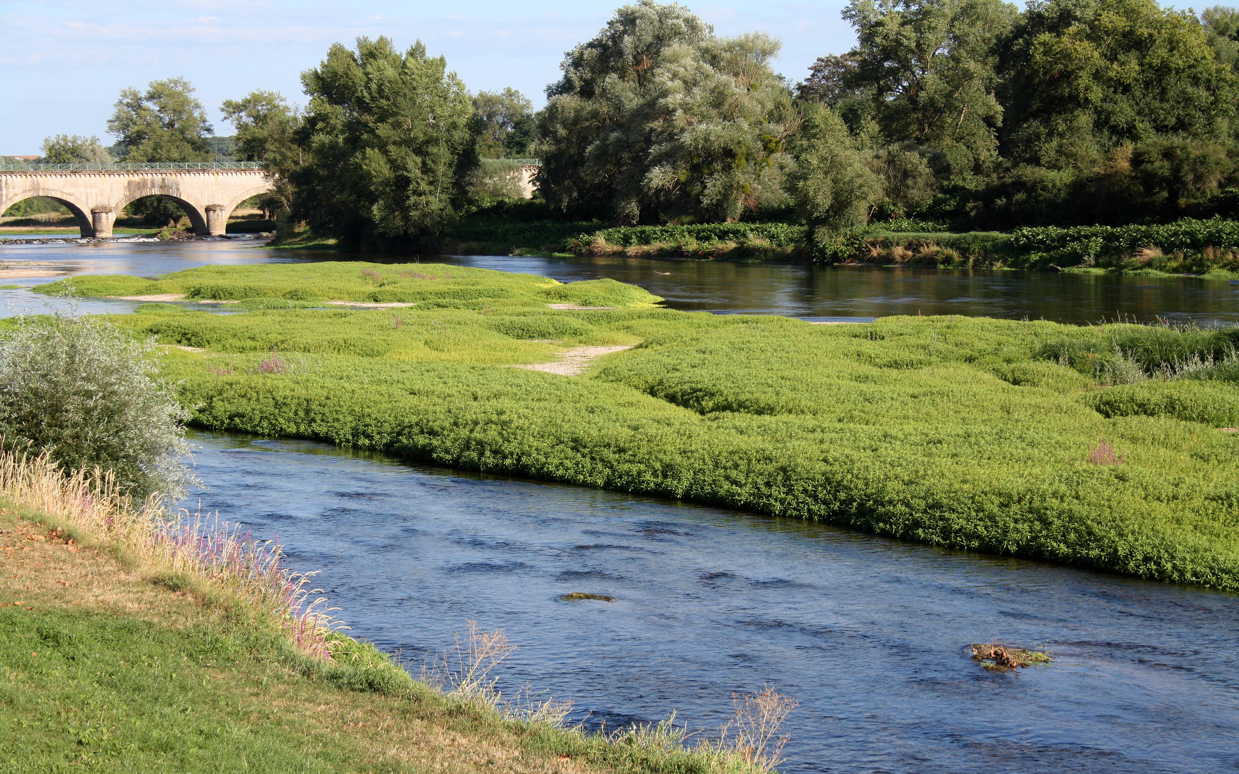 Atterrissement colonisé par la végétation sur la Loire