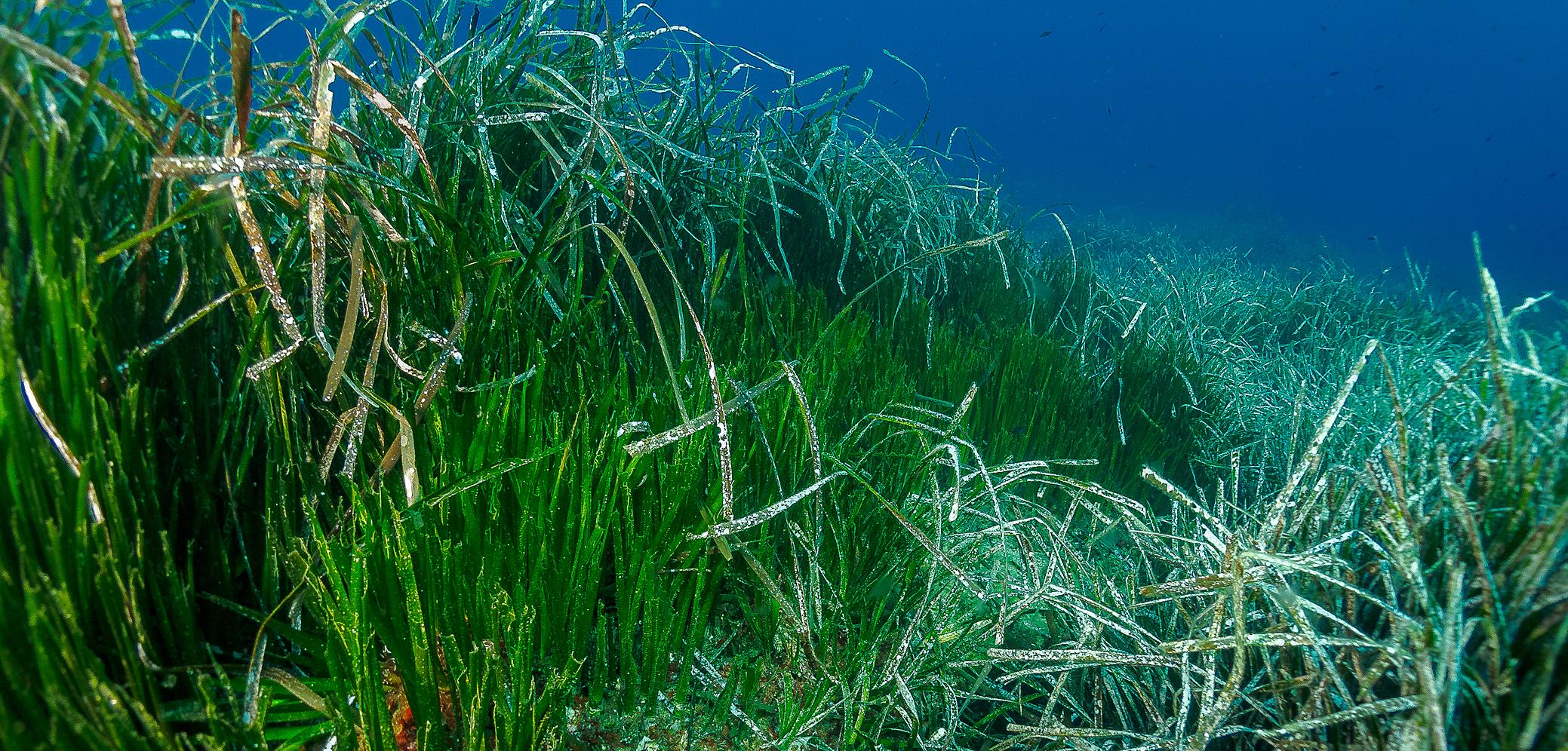 Herbiers de posidonies (Posidonia oceanica) du Cap Corse