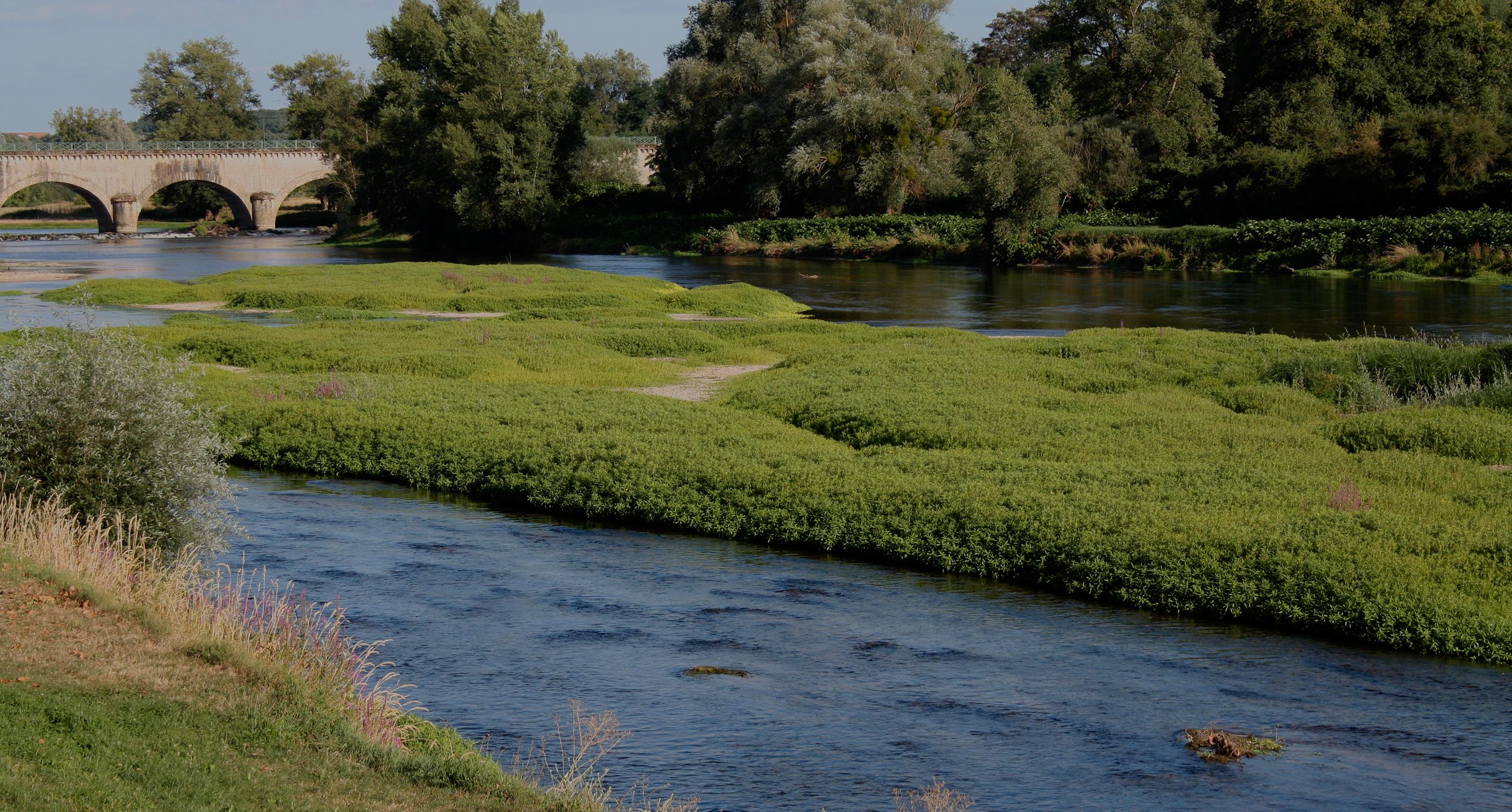 Atterrissement colonisé par la végétation sur la Loire