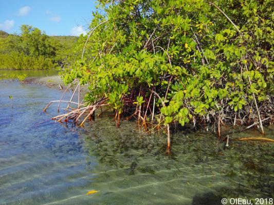 Palétuviers rouges de Martinique