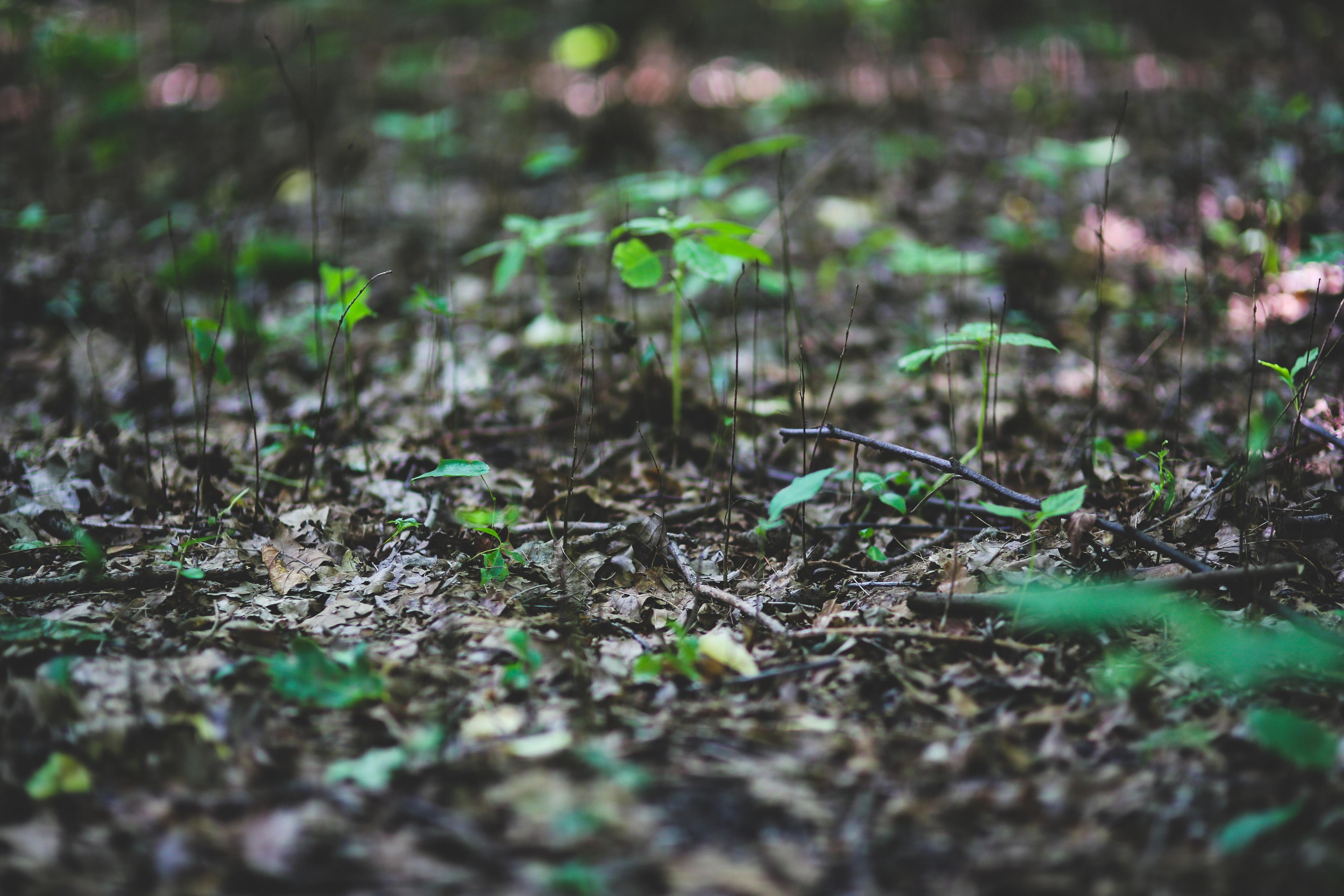 environnement flora Kaboompics de Pexels