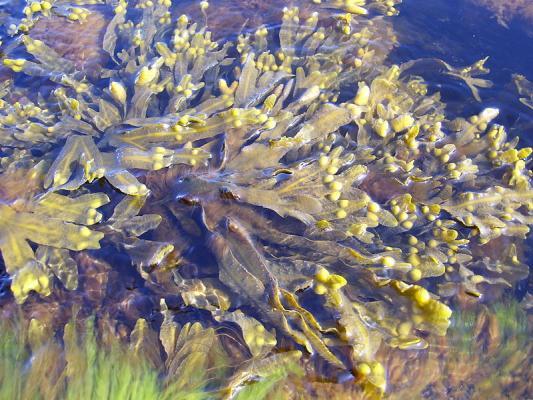 Fucus vesiculosus