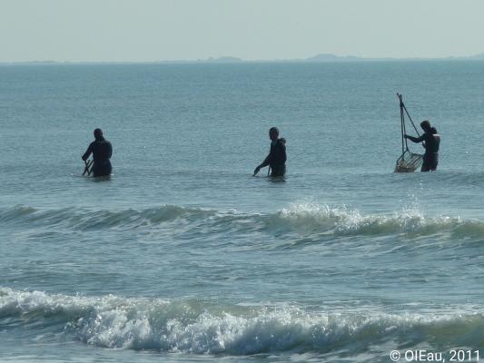 Pêche à pied en Camargue