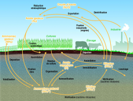 Le cycle de l'azote (Graphies - Onema, 2014)