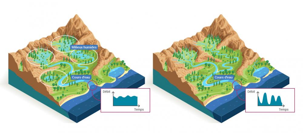 Le rôle de tampon hydrologique des milieux humides