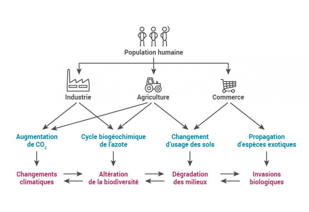 Les changements écologiques induits par l'humain