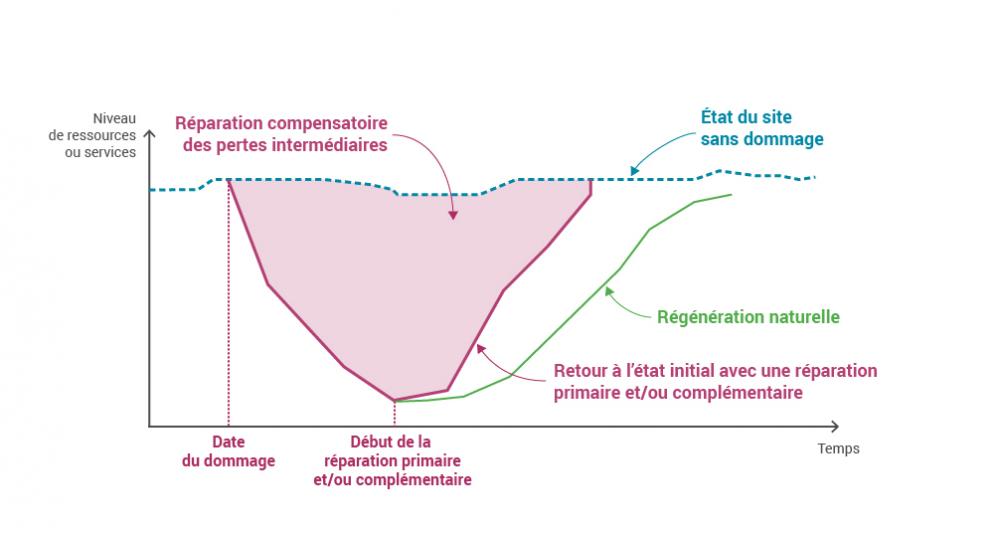 Représentation graphique des pertes de ressources ou de services, de la régénération naturelle et des trois catégories de la réparation du milieu endommagé